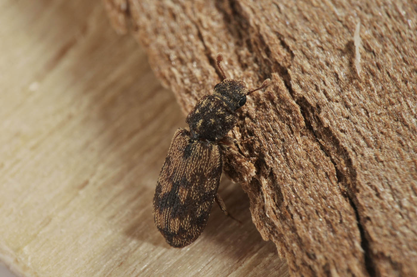 Zopheridae: Synchita undata (cfr.)